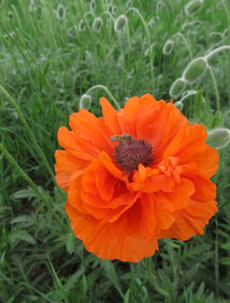 Some poppies we saw on the way home from camping. I was jsut going to draw them, but maybe they call for a photo transfer instead...