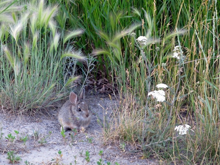 ...and tiny wildlife.