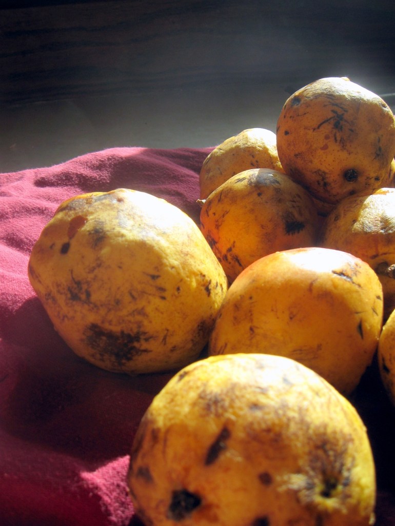 So, so pretty. One of the many harbingers of my favorite time of year...any time that is cold.